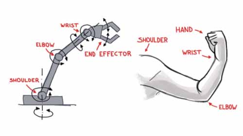 The structure of a robot arm mimics the human arm